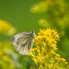 Pieris napi