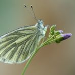 ~Pieris napi~