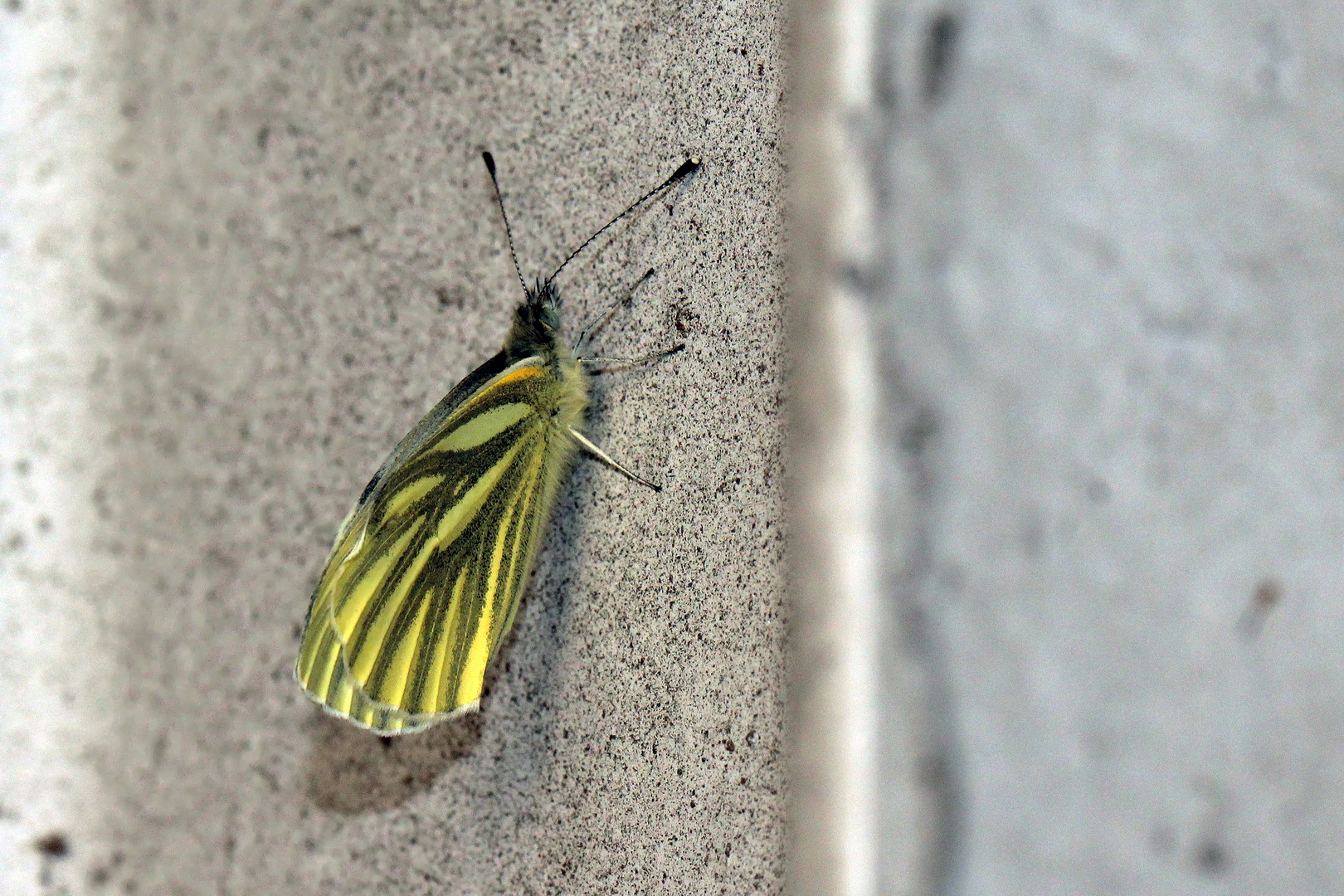 Pieris napi