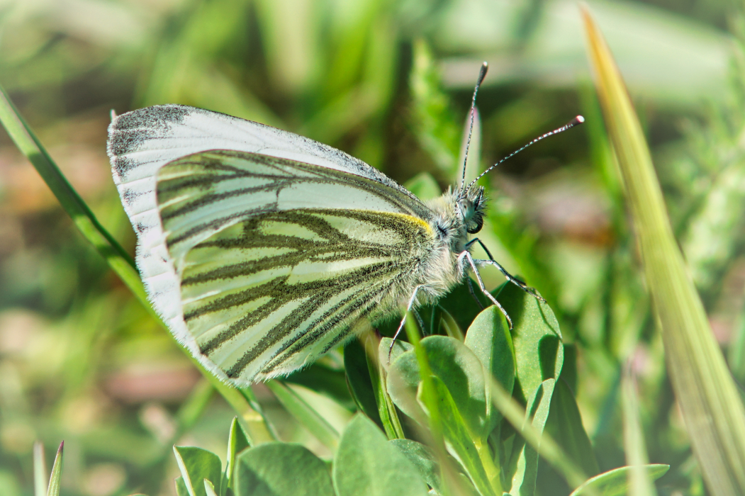 Pieris napi