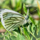 Pieris napi