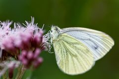 Pieris napi