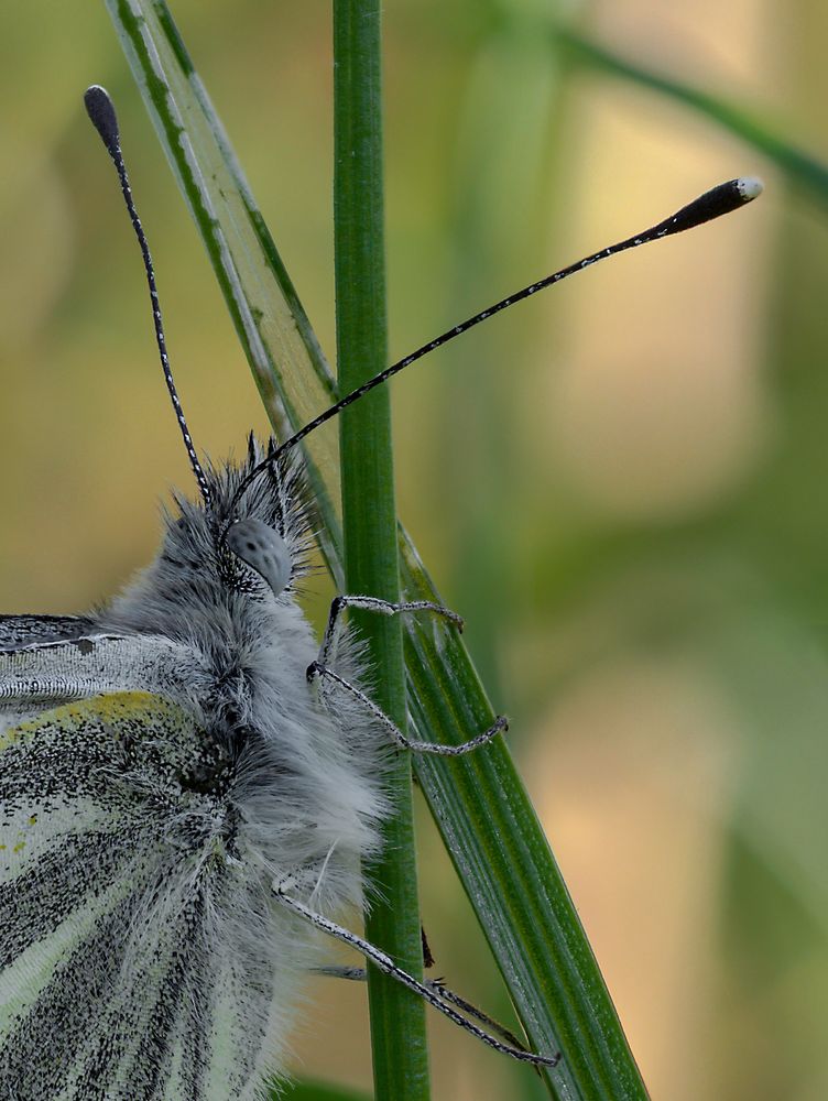 Pieris napi