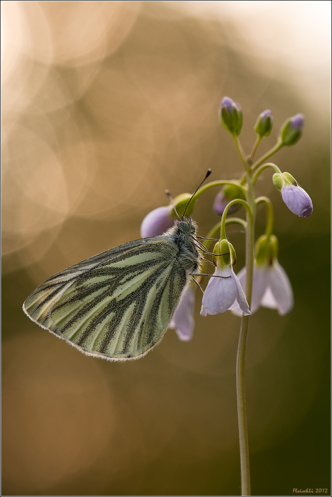 Pieris Napi