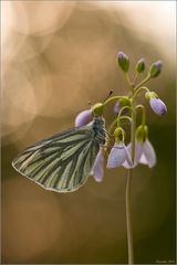 Pieris Napi