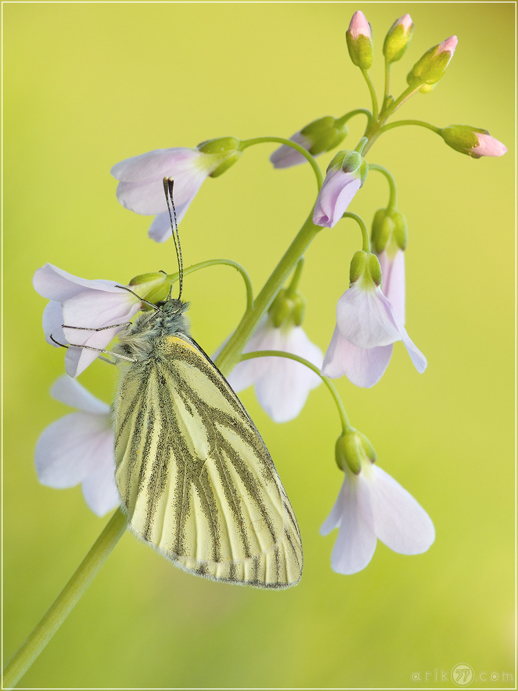 Pieris napi