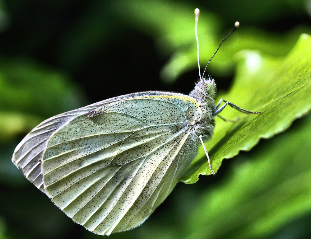 Pieris napi