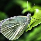 Pieris napi