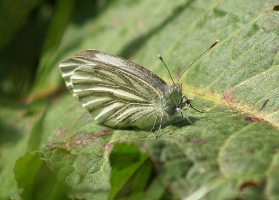 Pieris napi