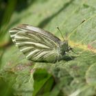 Pieris napi