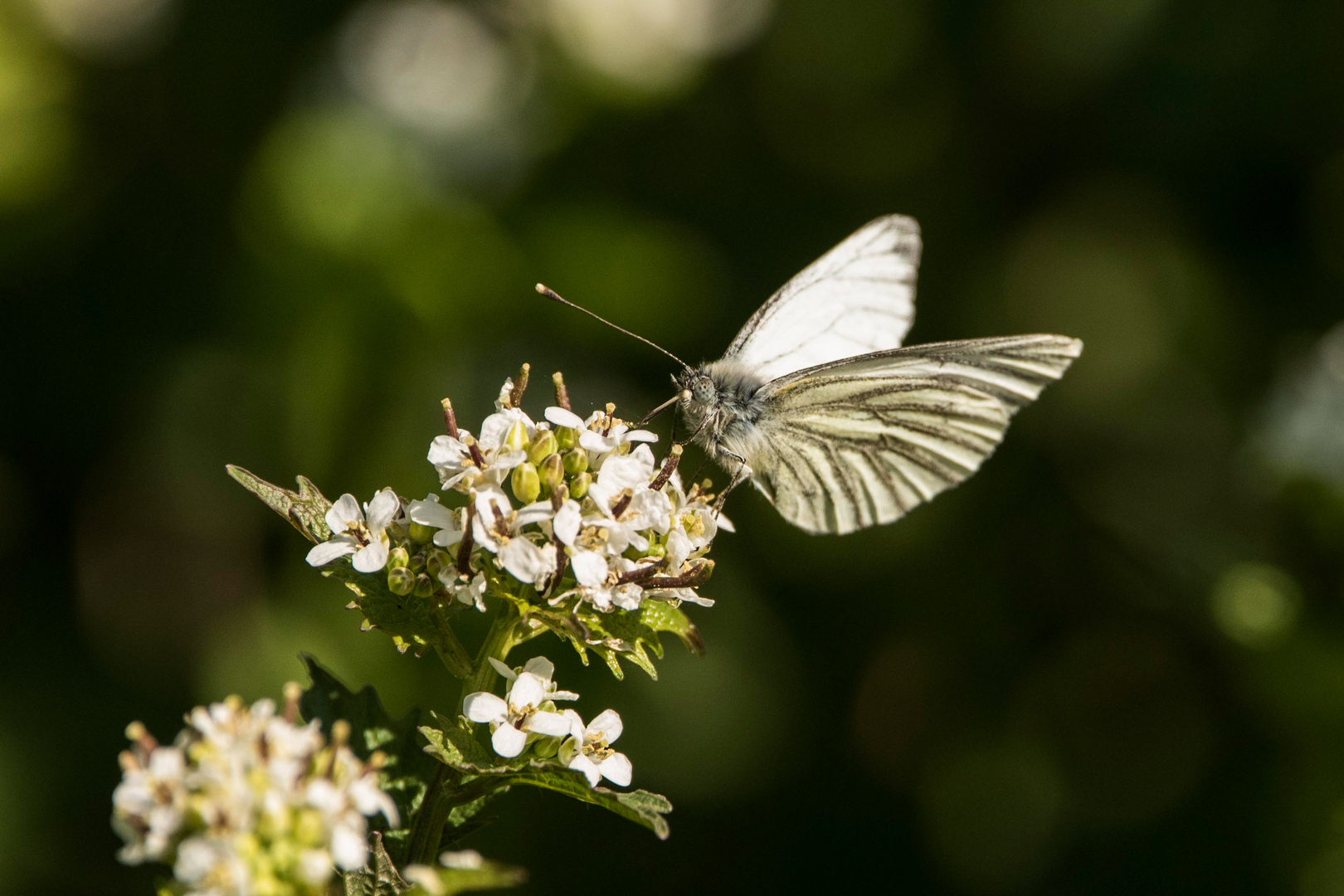 Pieris napi