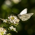 Pieris napi