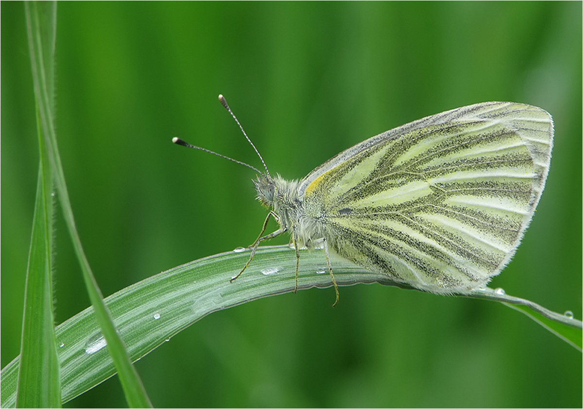  Pieris napi