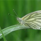  Pieris napi