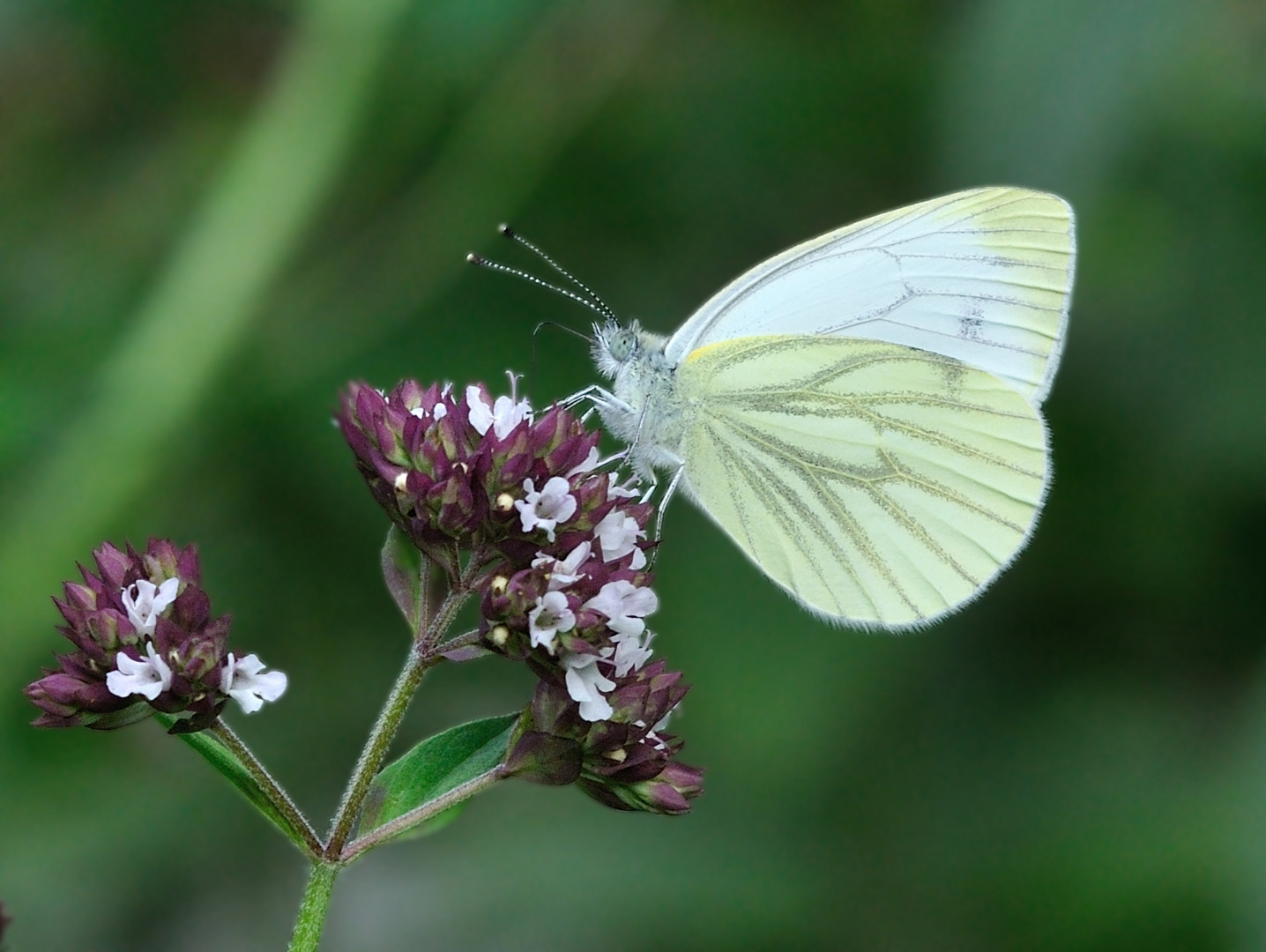 Pieris napi