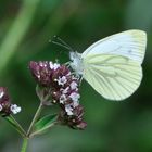 Pieris napi