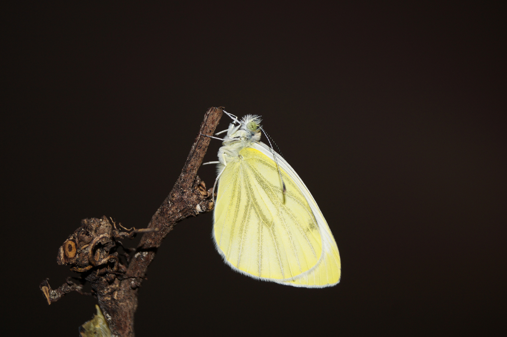 Pieris napi ( Grünaderweißling )