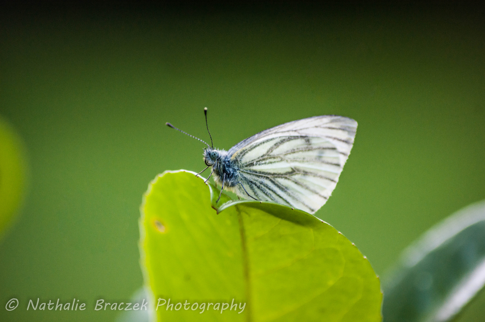 Pieris Napi (Rapsweißling)