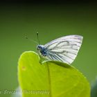 Pieris Napi (Rapsweißling)