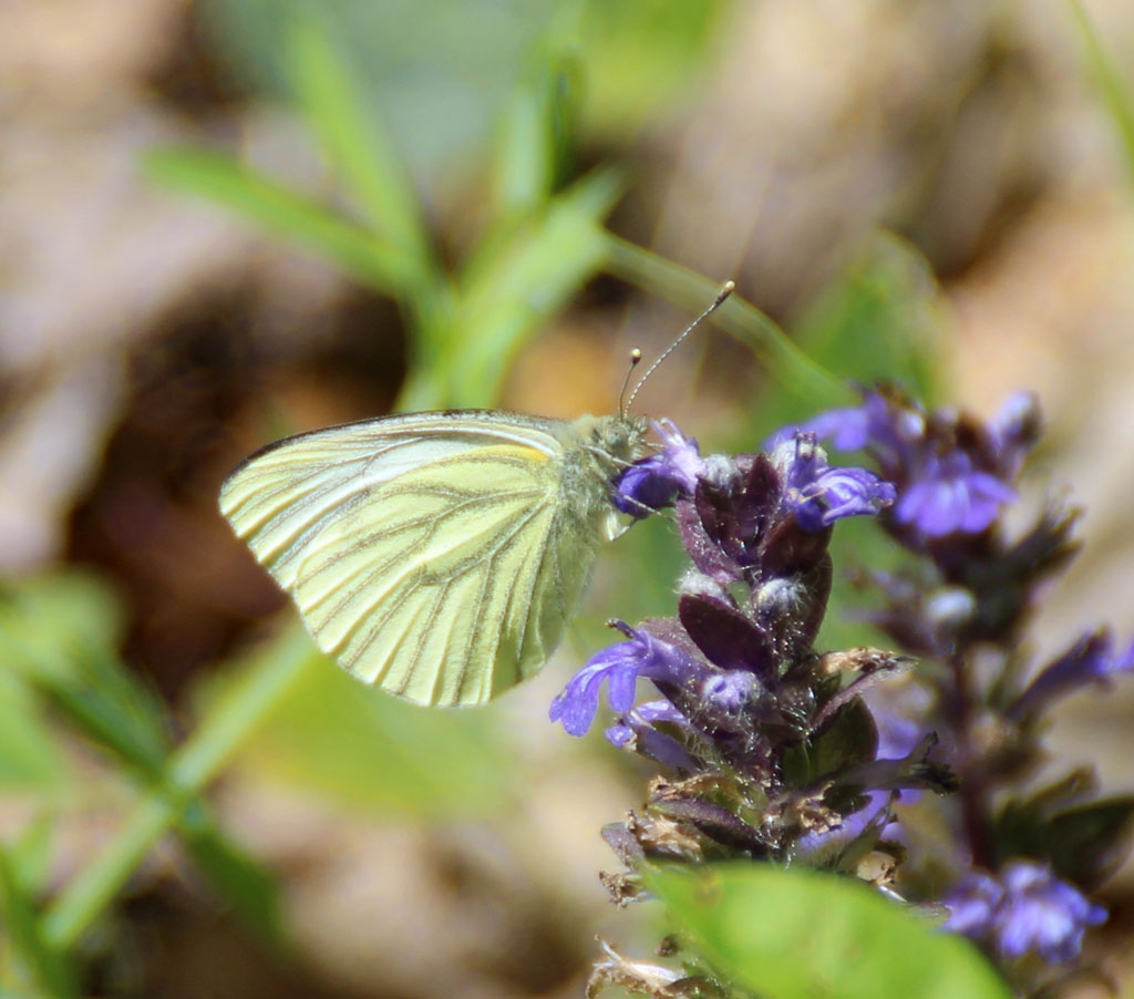 Pieris napi- Rapsweißling, Grünaderweißling