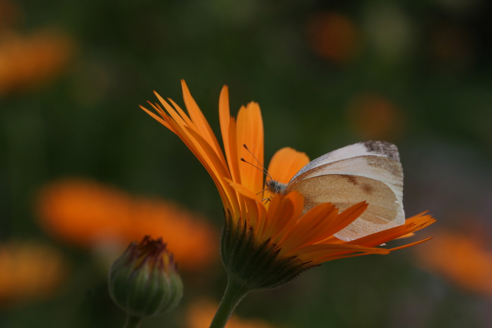 Pieris rapae