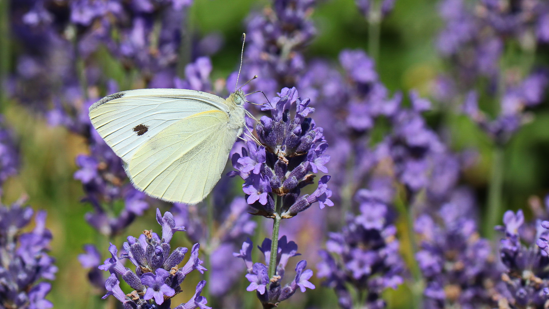 Pieris rapae