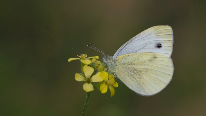 Pieris rapae