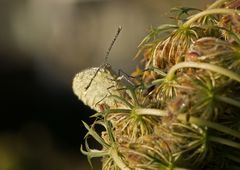 Pieris rapae