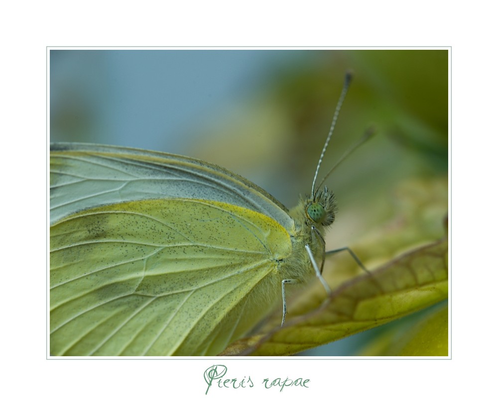 Pieris rapae