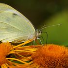 Pieris rapae