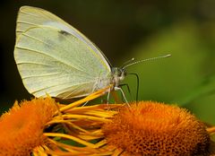 Pieris rapae