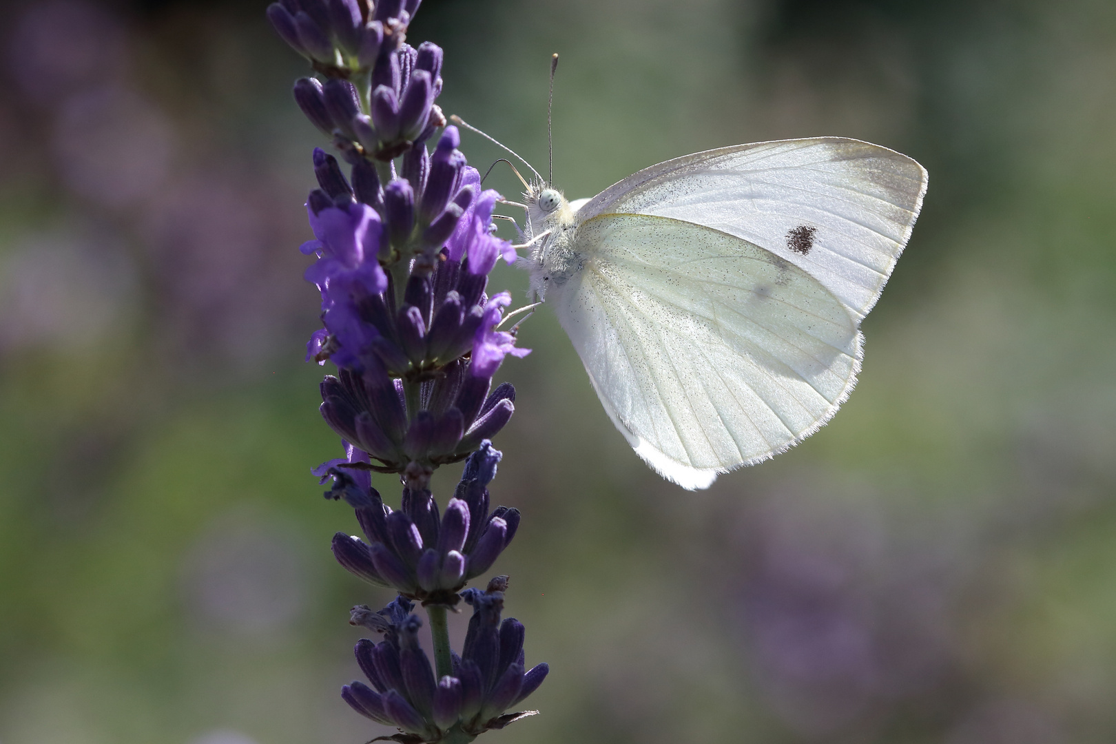 Pieris rapae 