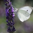 Pieris rapae 