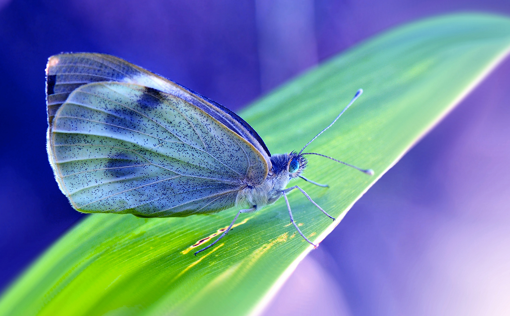 pieris rapae