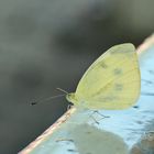 Pieris rapae