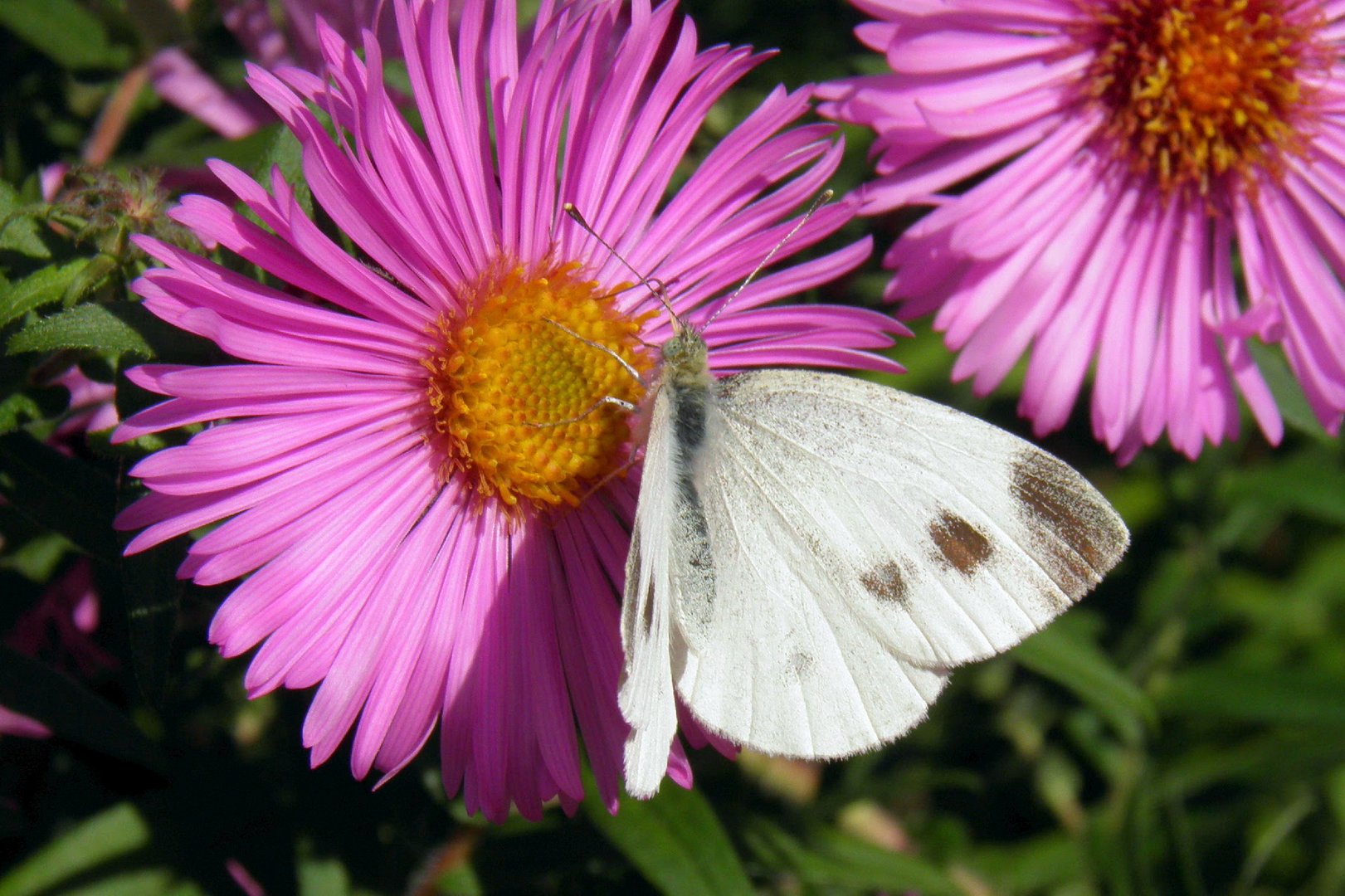 Pieris rapae