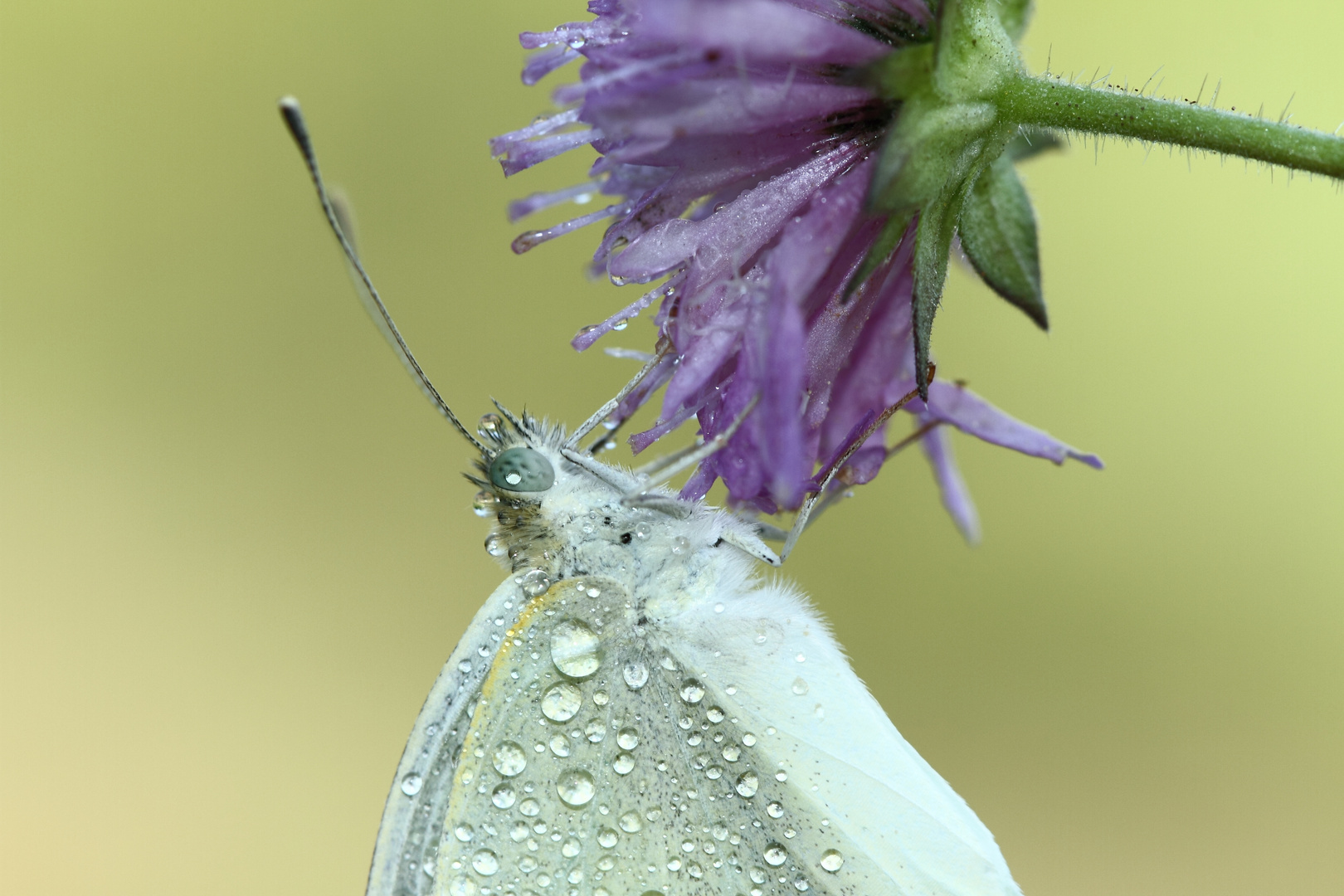 "Pieris Rapae" ...all'alba!