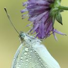 "Pieris Rapae" ...all'alba!