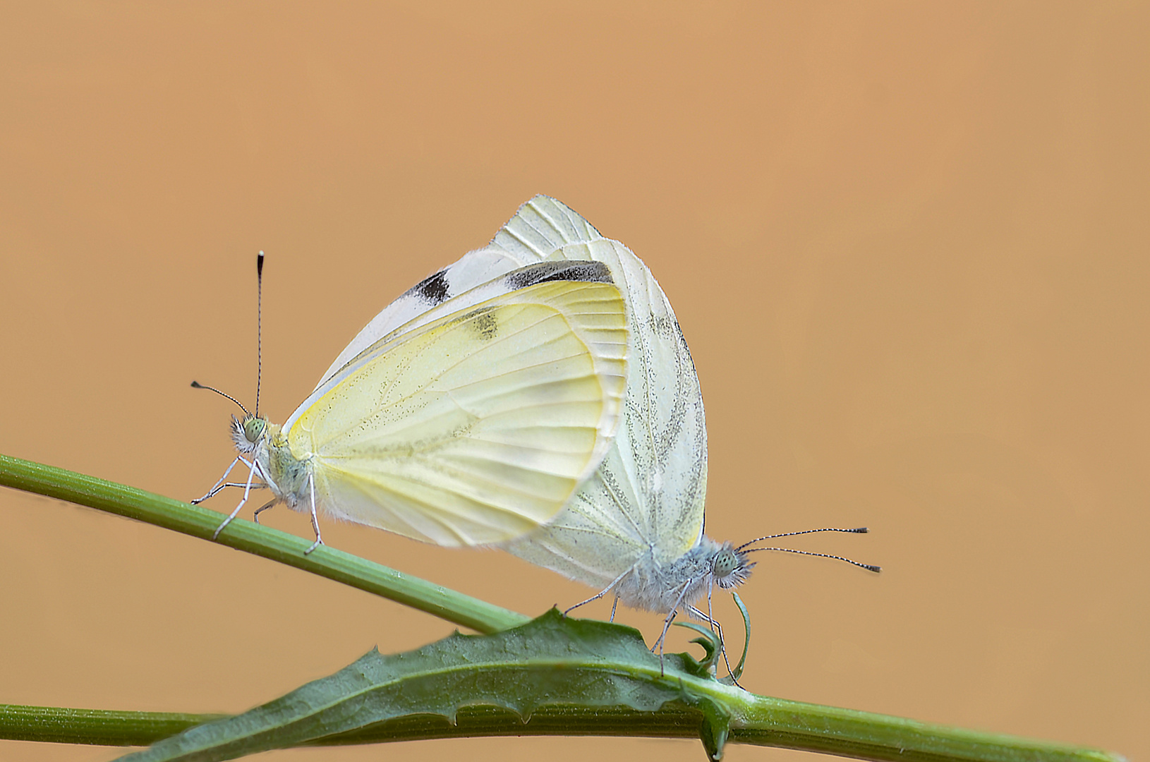 pieris rapae 