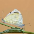 pieris rapae 