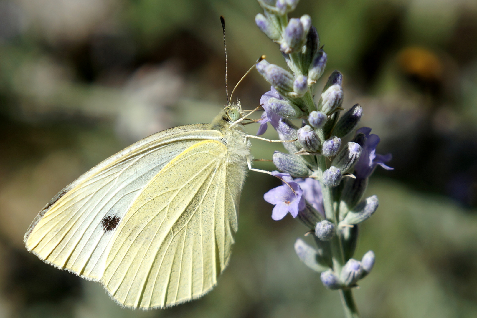 Pieris rapae