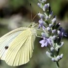 Pieris rapae