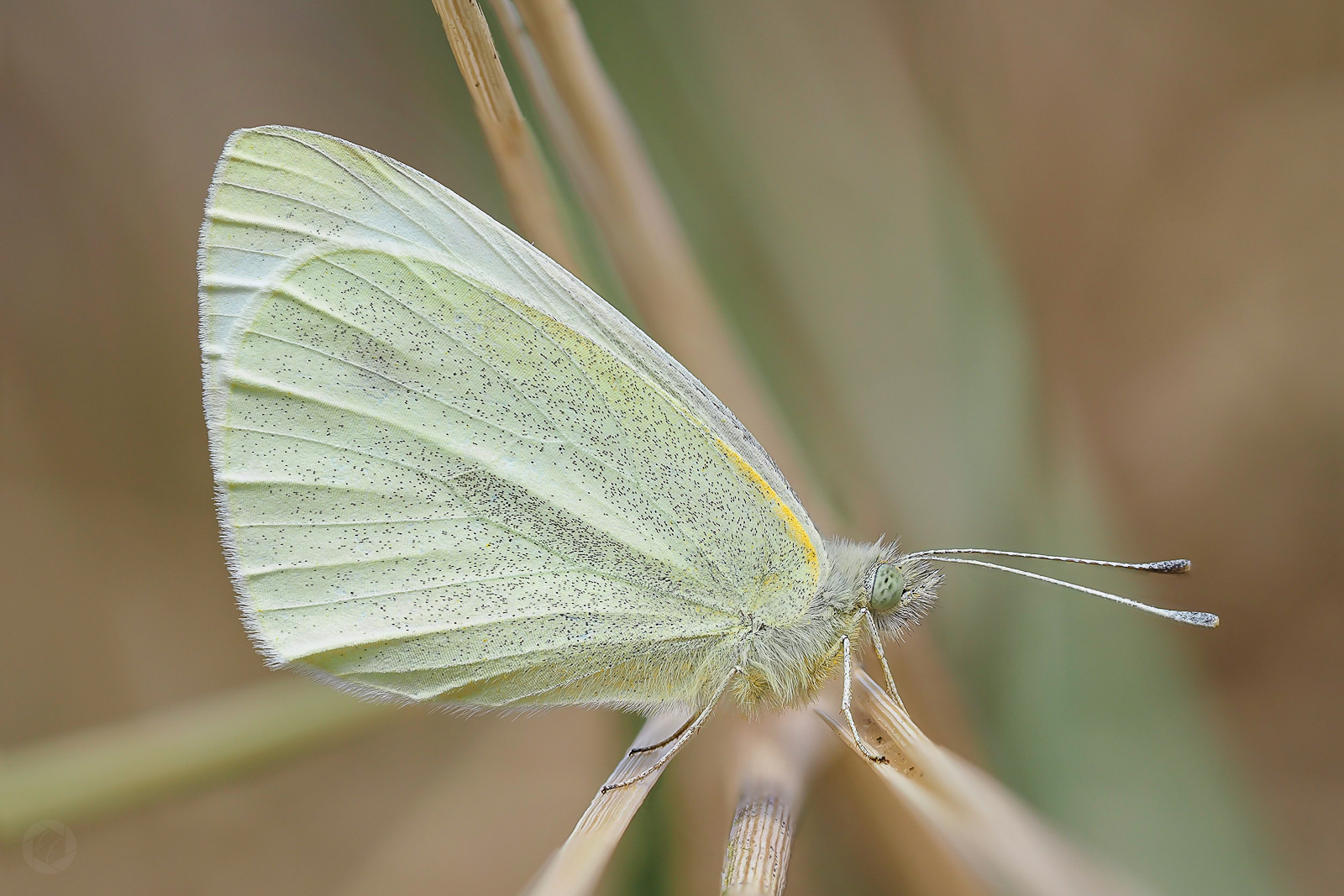 Pieris rapae 