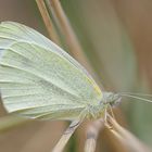 Pieris rapae 