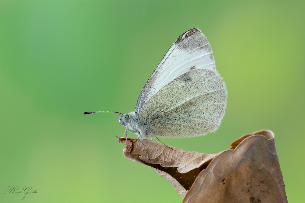 Pieris Rapae