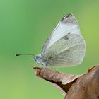 Pieris Rapae