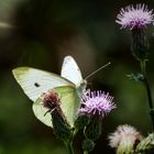 Pieris rapae