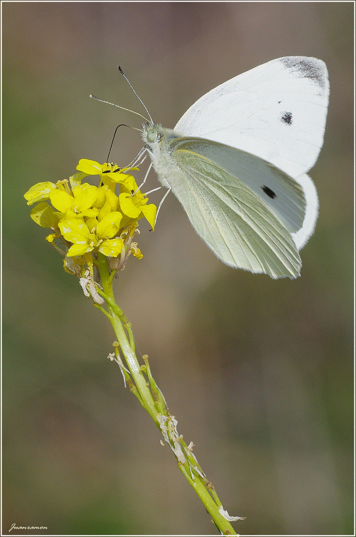 Pieris rapae (Blanquita de la col)