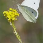 Pieris rapae (Blanquita de la col)