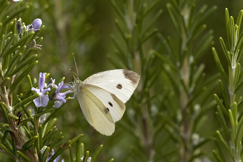 PIERIS RAPAE-CAVOLAIA